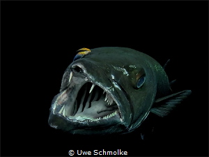 Barracuda in cleaning action by Uwe Schmolke 
